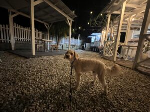 Ruff Ruff Reviews - Matilda's, Nambucca Heads - Ralph under lights