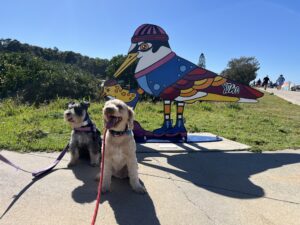 Ruff Ruff Reviews - V Wall and Pilot Lookout, Nambucca Heads - Ralph and Luna