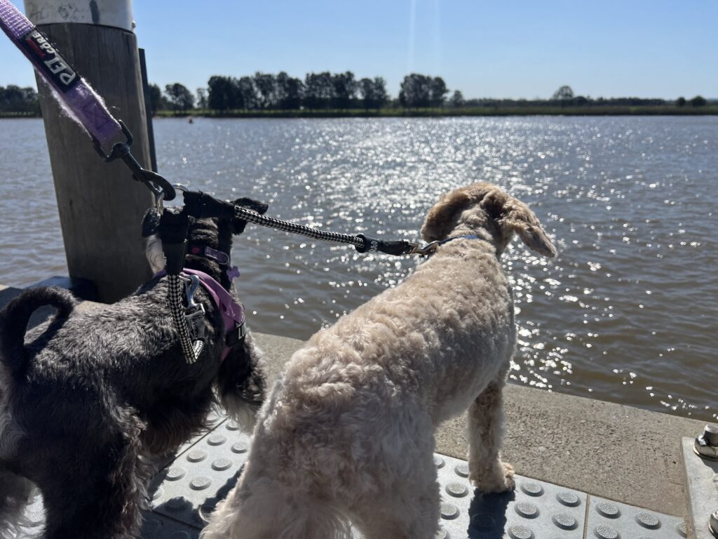 Ruff Ruff Reviews - Riverside Park, Raymond Terrace, Port Stephens - Ralph and Luna on pontoon