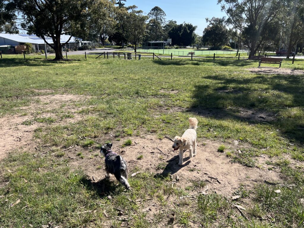 Ruff Ruff Reviews - Boomerang Dog Park, Raymond Terrace, Port Stephens - Ralph and Luna playing