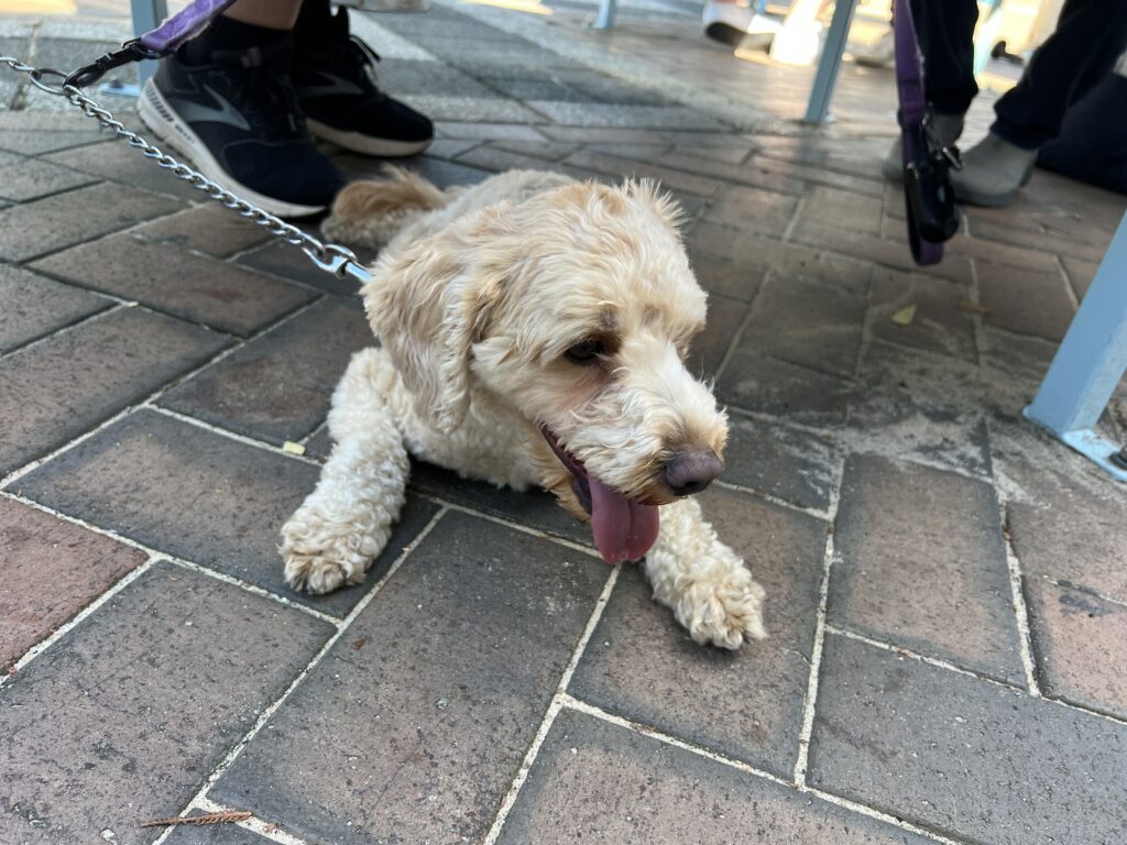 Ruff Ruff Reviews - Coogee Pavilion, Coogee - Ralph under table