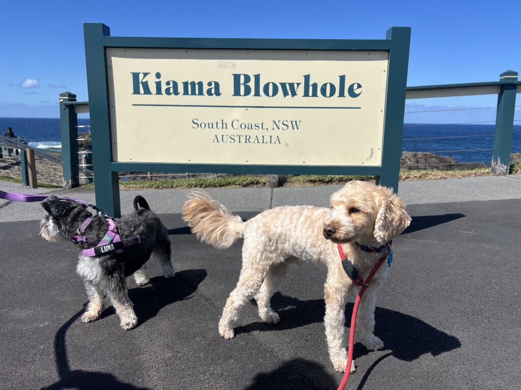 Ruff Ruff Reviews - Kiama Blowhole, Kiama, NSW - Ralph and Luna
