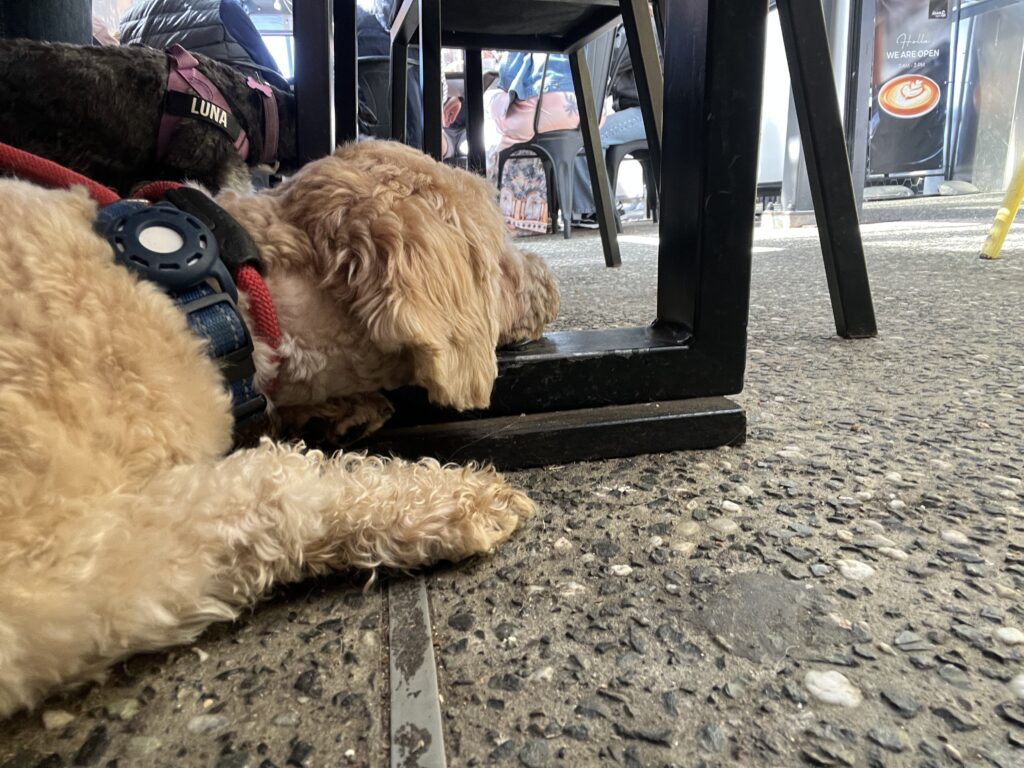 Ruff Ruff Reviews - Again & Again, Bomaderry - Ralph under table
