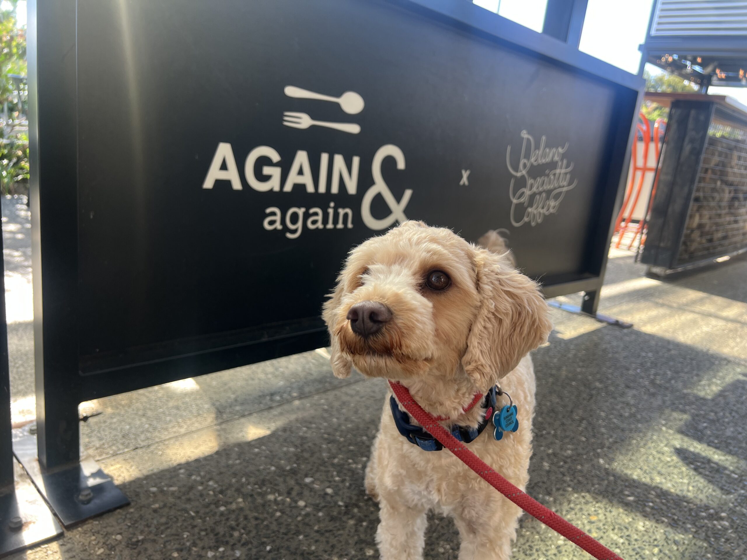 Ruff Ruff Reviews - Again & Again, Bomaderry - Ralph near sign