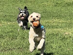Ruff Ruff Reviews - Bomaderry Dog Park (Thurgate Oval) (Bomo Dog Bowl), Bomaderry - Ralph and Luna running