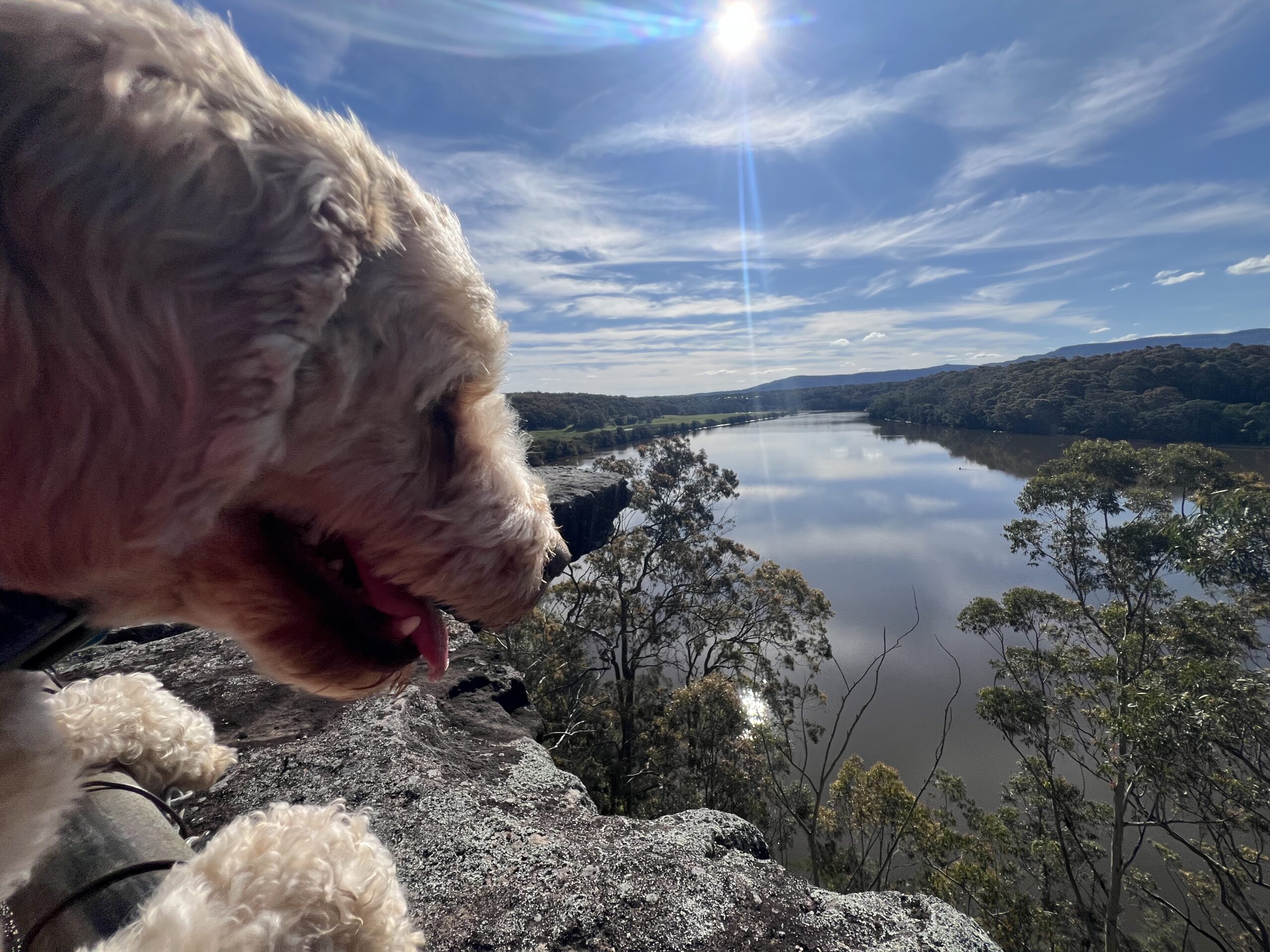 Ruff Ruff Reviews - Hanging Rock Lookout, Nowra - Ralph looking over edge