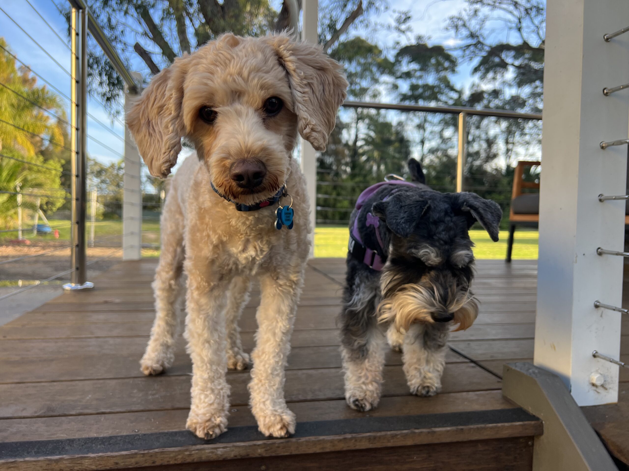 Ruff Ruff Reviews - Batemans Bay Marina Resort, Batemans Bay - Ralph and Luna on balcony