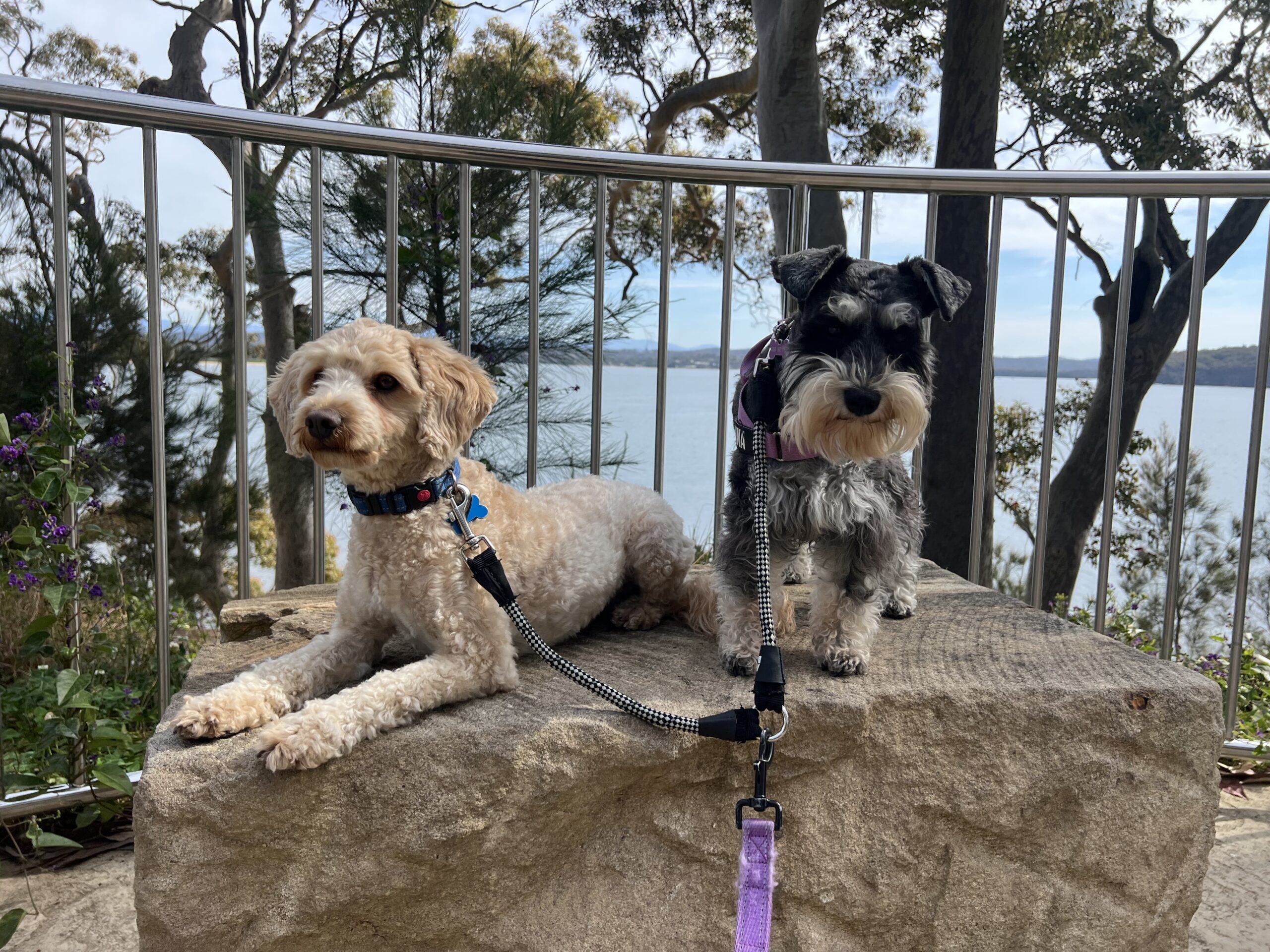 Ruff Ruff Reviews - Observation Point Lookout, Batehaven, Batemans Bay - Ralph and Luna sitting