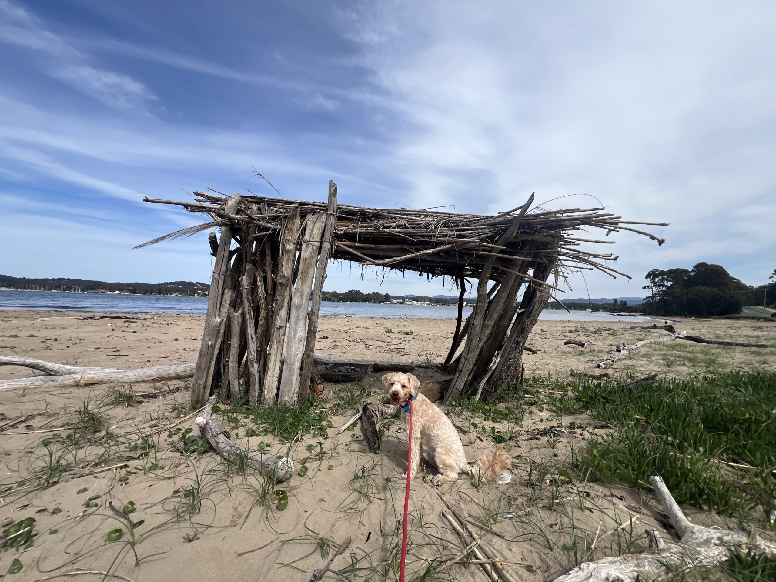 Ruff Ruff Reviews - Wharf Street, Surfside Dog Beach, Batemans Bay - Ralph near driftwood hut