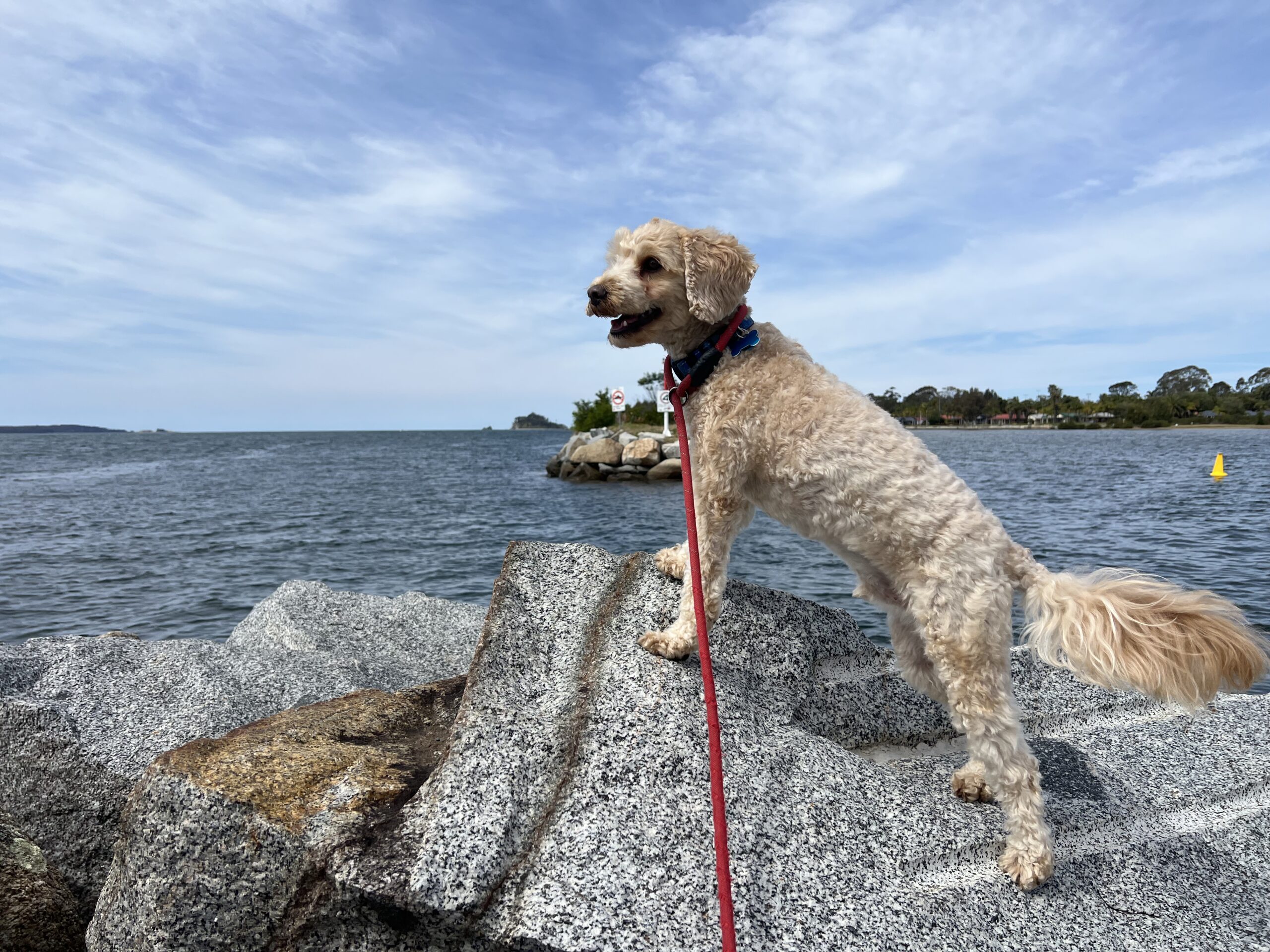 Ruff Ruff Reviews - JJ's at the Marina, Batemans Bay - Ralph on rocks