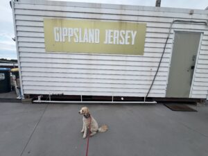 Ruff Ruff Reviews - Gippsland Jersey, Lakes Entrance, Victoria - Ralph at back of cafe