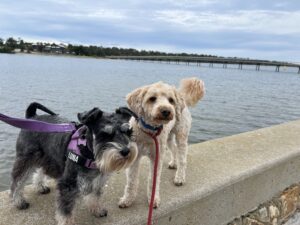 Ruff Ruff Reviews - Lakes Entrance Foreshore, Lakes Entrance, Victoria - Ralph and Luna
