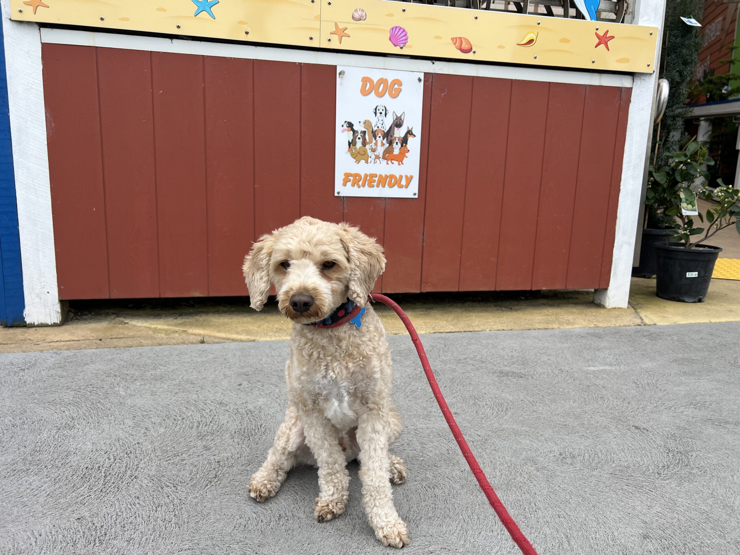 Ruff Ruff Reviews - Footbridge Mini Golf, Lolly Shop & Ice Cream Shack, Lakes Entrance - Ralph impressed with Dogs permitted sign