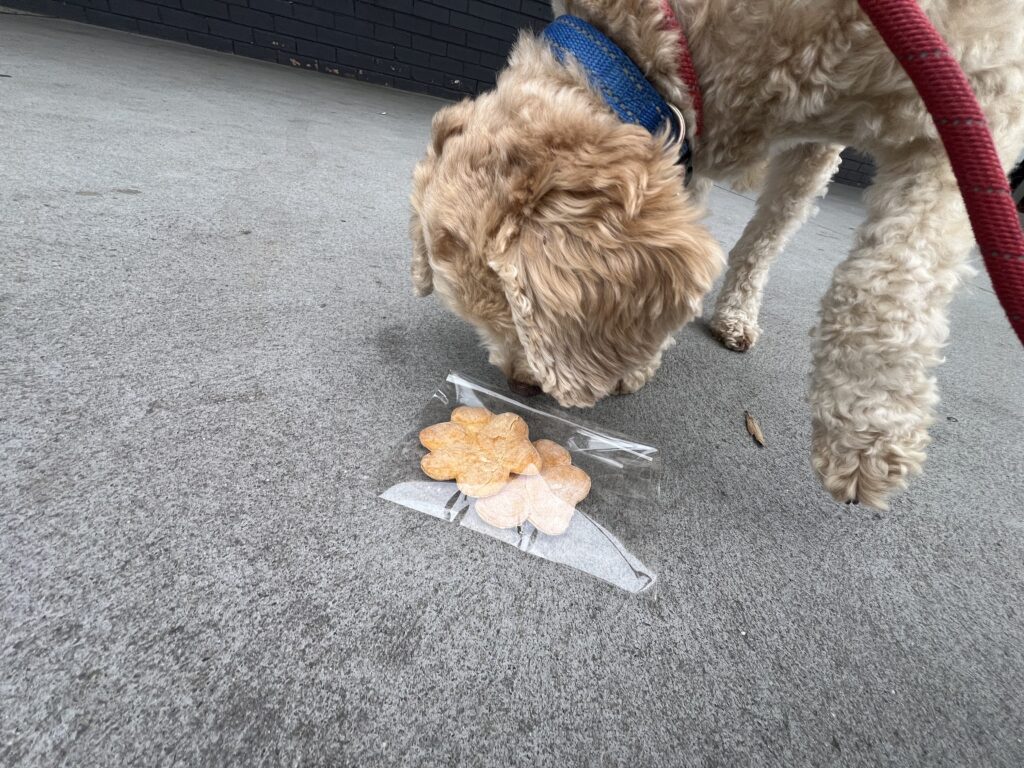 Ruff Ruff Reviews - Brew Bar on the Ninety Mile, Lakes Entrance - Ralph inspecting dog treat