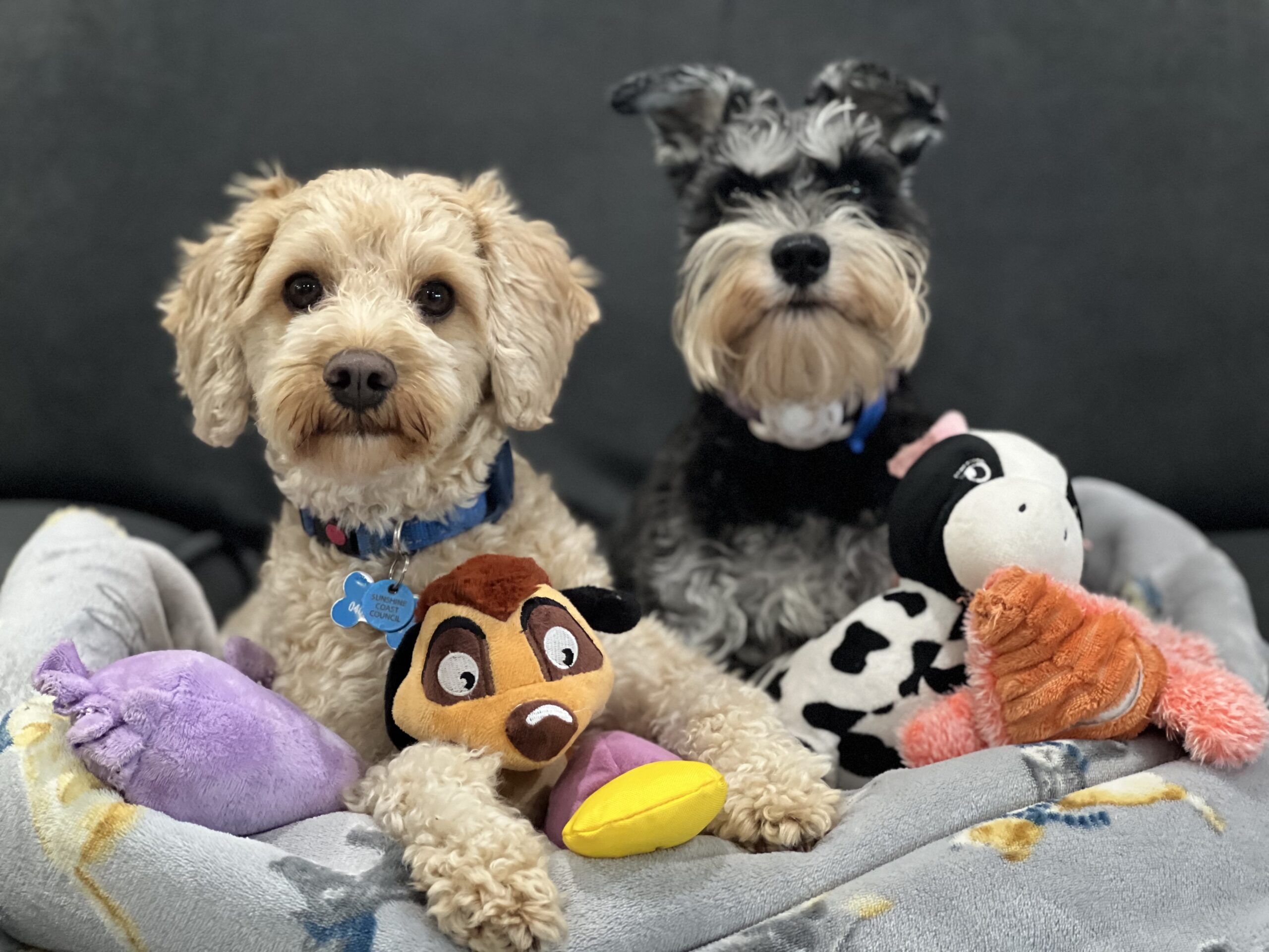 Ruff Ruff Reviews - A New Year Message from Ralph and Luna (and their hoomans), Ralph and Luna