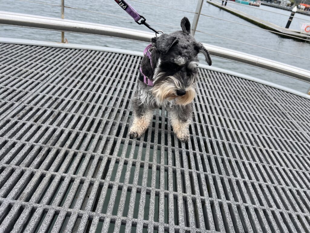 Cunninghame Arm Footbridge, Lakes Entrance - Ruff Ruff Reviews