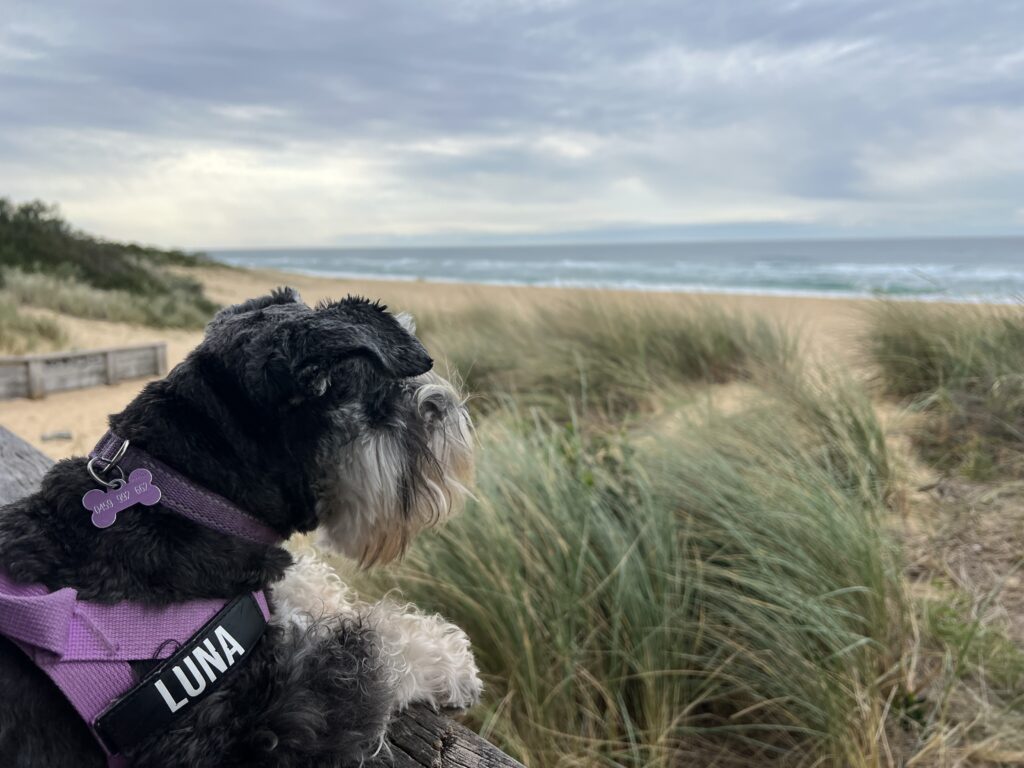 Ruff Ruff Reviews - Lakes Entrance Surf Life Saving Club (SLSC), Lakes Entrance - Luna