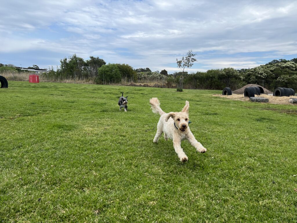 Ruff Ruff Reviews - Palmers Road Fenced Dog Park, Lakes Entrance - Ralph Running