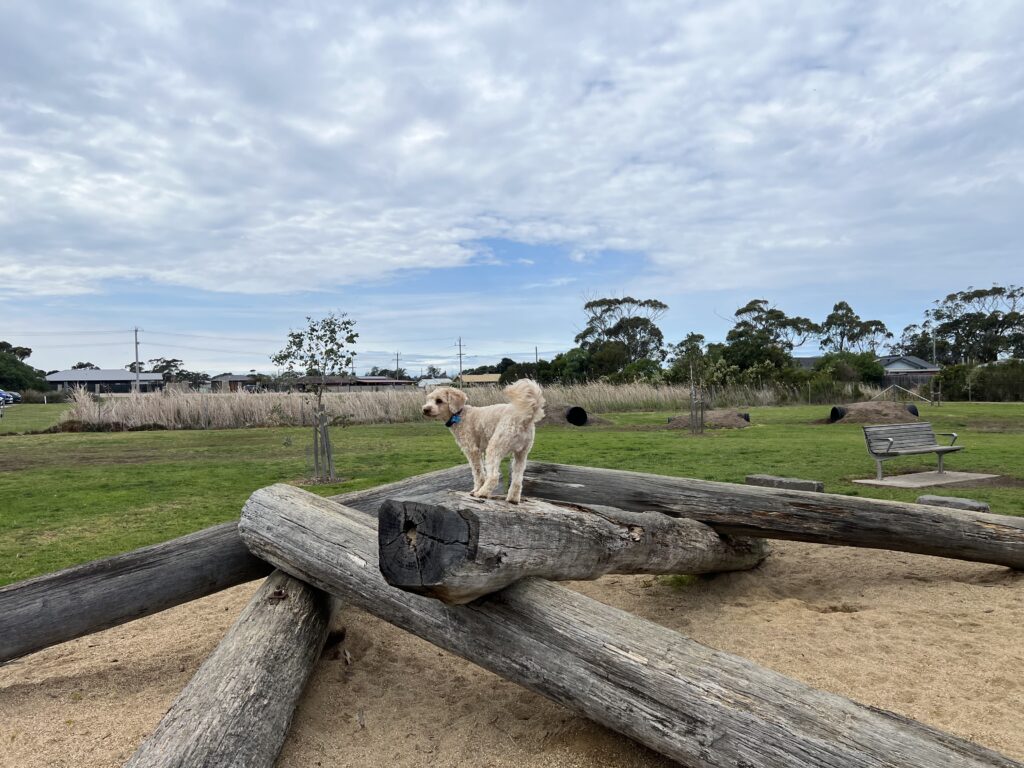 Ruff Ruff Reviews - Palmers Road Fenced Dog Park, Lakes Entrance - Ralph on tree