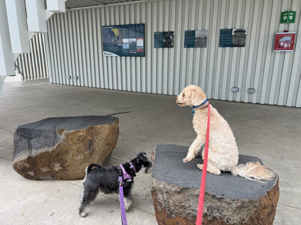 Ruff Ruff Reviews, St Kilda Pier, St Kilda, Victoria - Ralph and Luna at Penguin signs