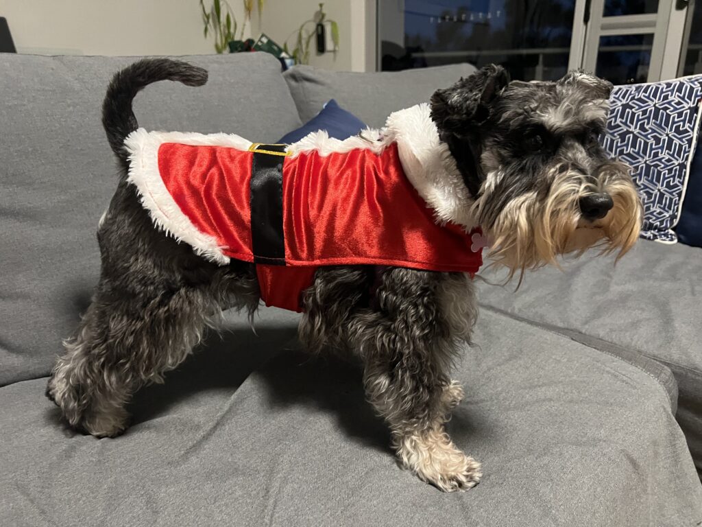 Ruff Ruff Reviews - ππΎ From our pack to yours β Merry Christmas and a pawsome New Year!