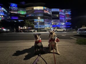 Ruff Ruff Reviews - Christmas Lights, Queen Street, Kings Beach - Ralph and Luna with lights behind them