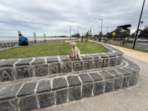 Ruff Ruff Reviews - Altona Beach, Victoria - Ralph sitting on steps