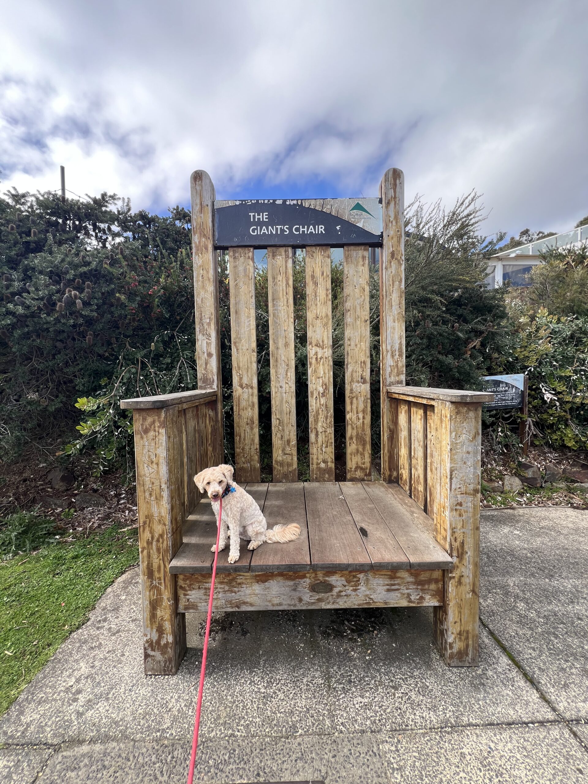 Ruff Ruff Reviews - SkyHigh, Mount Dandenong, Victoria - Ralph on Chair