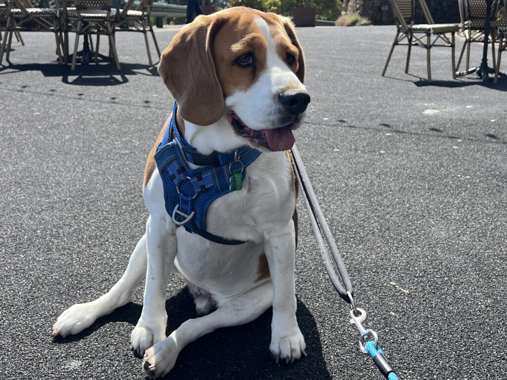 Ruff Ruff Reviews - SkyHigh, Mount Dandenong, Victoria - Freddie the Beagle