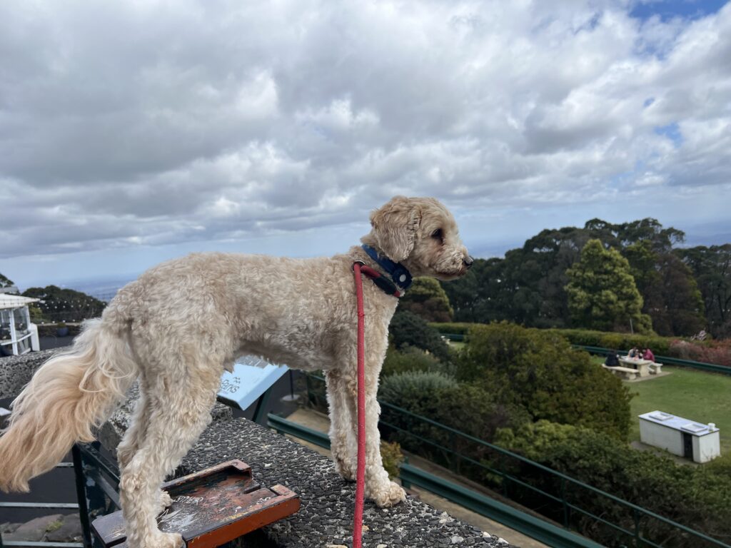 Ruff Ruff Reviews - SkyHigh, Mount Dandenong, Victoria - Ralph