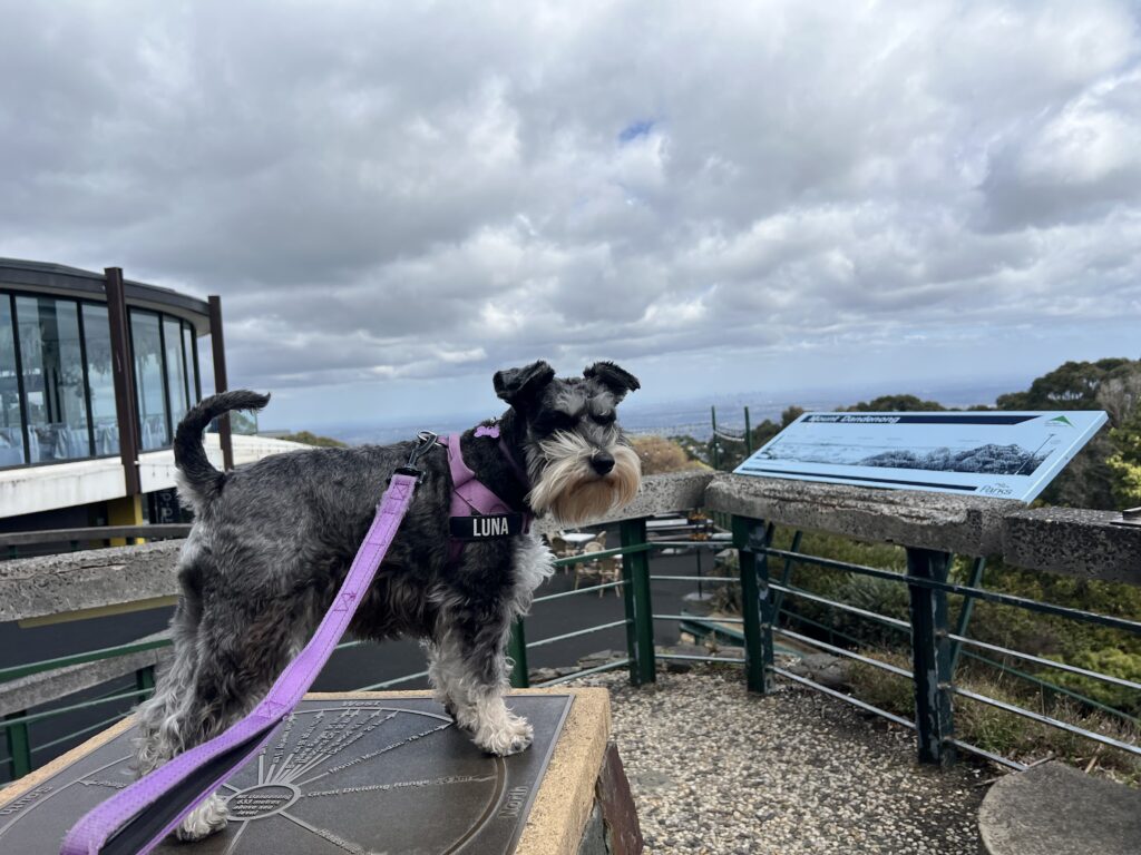 Ruff Ruff Reviews - SkyHigh, Mount Dandenong, Victoria - Luna