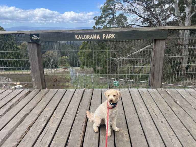 Ruff Ruff Reviews - Kalorama Park and Lookout, Mount Dandenong, Victoria - Ralph at lookout