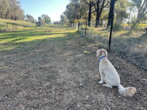 Ruff Ruff Reviews - Lake Centenary Dog Park, Temora, New South Wales - Ralph sitting at park