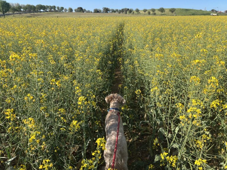 Ruff Ruff Reviews, Yellow Bloom Road Canola Walk, Temora, New South Walks - Ralph in fields of canola