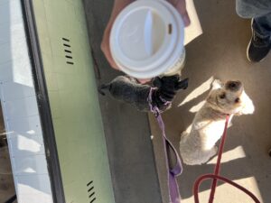 Ruff Ruff Reviews - Espresso House, Temora, New South Wales - Ralph looking at coffee
