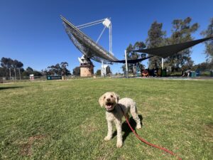 Ruff Ruff Reviews - CSIRO Parkes Observatory, Parkes, New South Wales - Ralph with dish