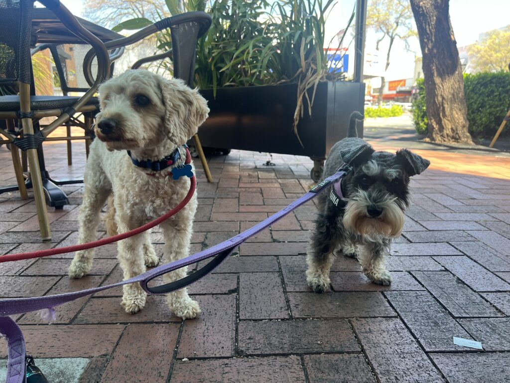Ruff Ruff Reviews - Roasted Kombi Cafe, Parkes, New South Wales - Ralph and Luna