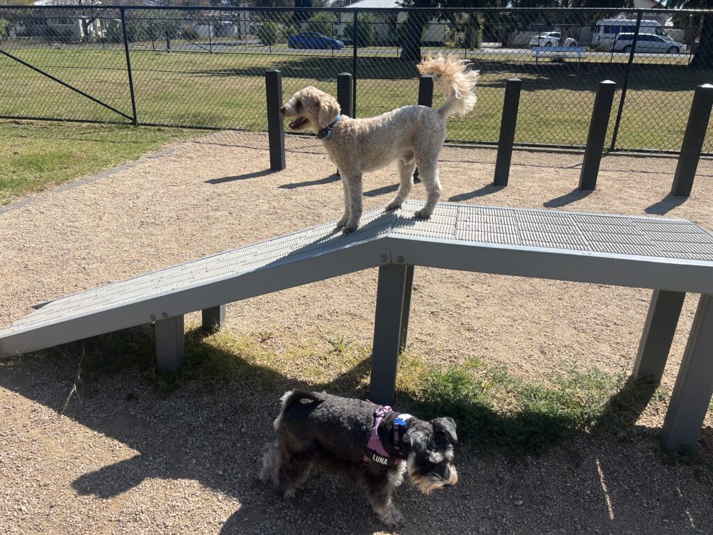 Ruff Ruff Reviews, Kelly Reserve Dog Park, Parkes, New South Wales - Ralph on agility equipment