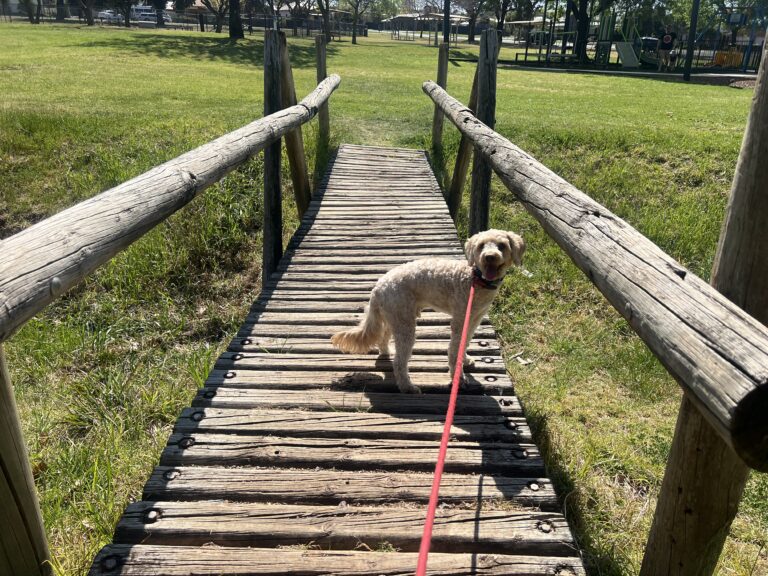 Ruff Ruff Reviews, Kelly Reserve Dog Park, Parkes, New South Wales - Ralph on bridge