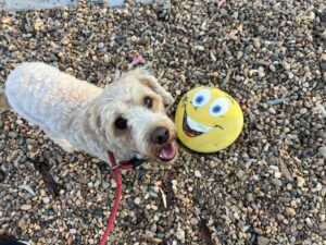 Ruff Ruff Reviews - Coo-ee Heritage and Visitor Information Centre, Gilgandra, New South Wales - Ralph with smiling rock
