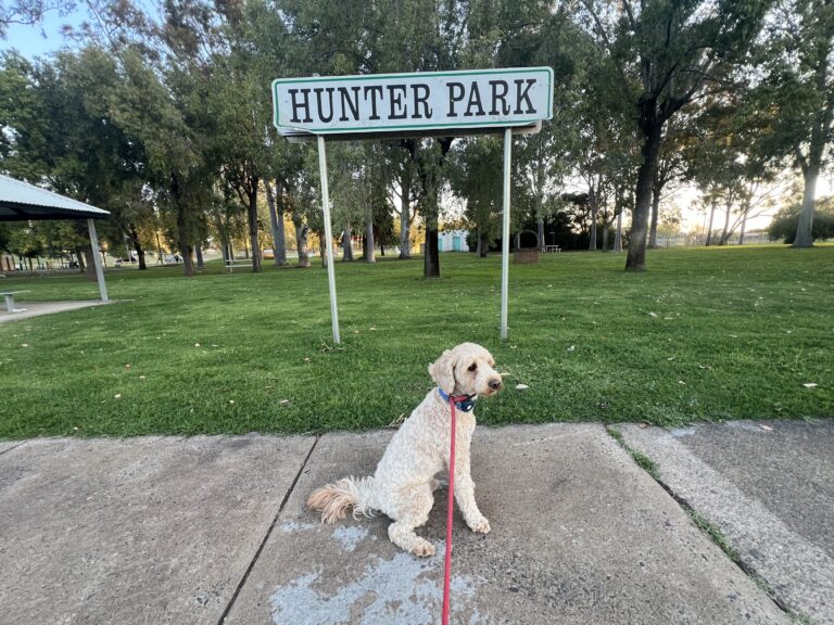 Ruff Ruff Reviews - Hunter Park, Gilgandra, New South Wales - Ralph at Park