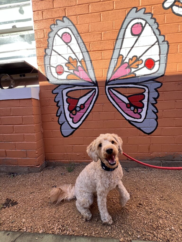 Ruff Ruff Reviews - Koda Cafe, Gilgandra, New South Wales - Ralph with butterfly wings