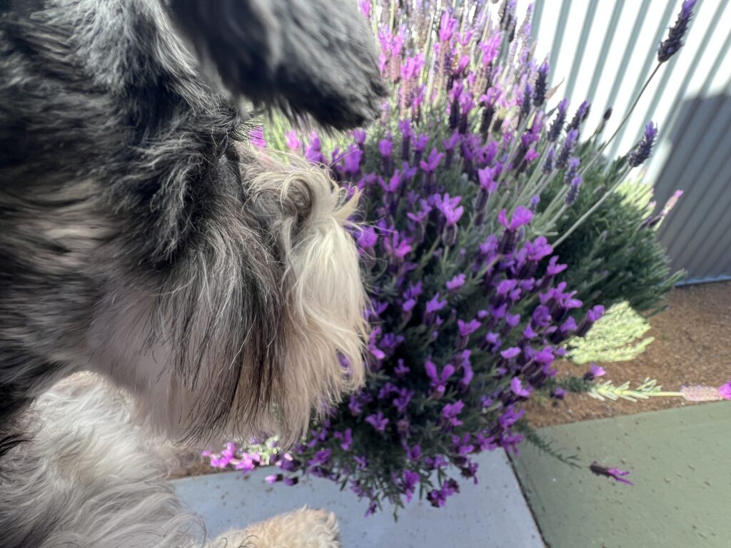 Ruff Ruff Reviews - Koda Cafe, Gilgandra, New South Wales - Luna sniffing flowers