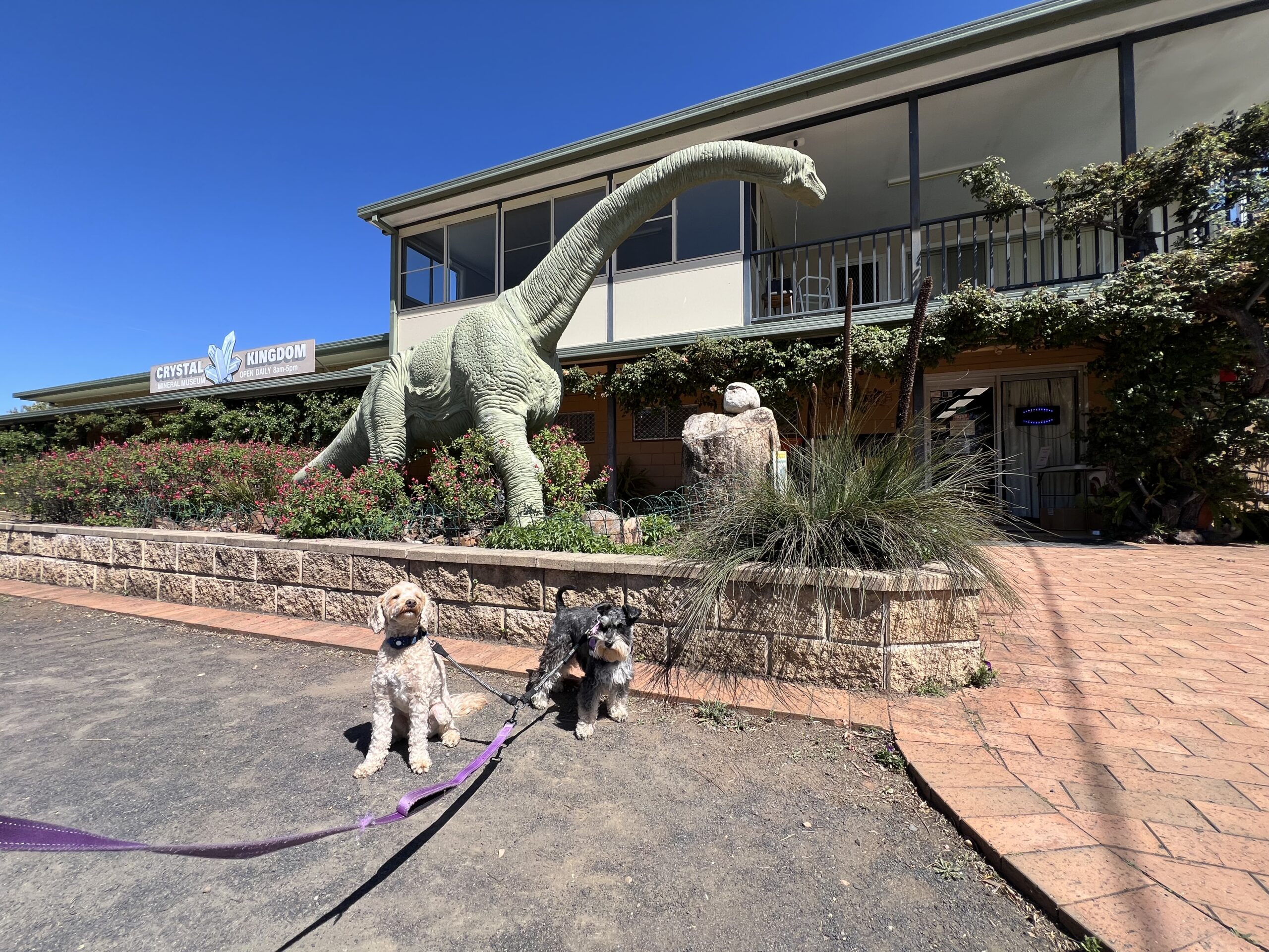 Ruff Ruff Reviews - Crystal Kingdom Mineral Museum, Coonabarabran, New South Wales - Ralph and Luna outside with a dinosaur