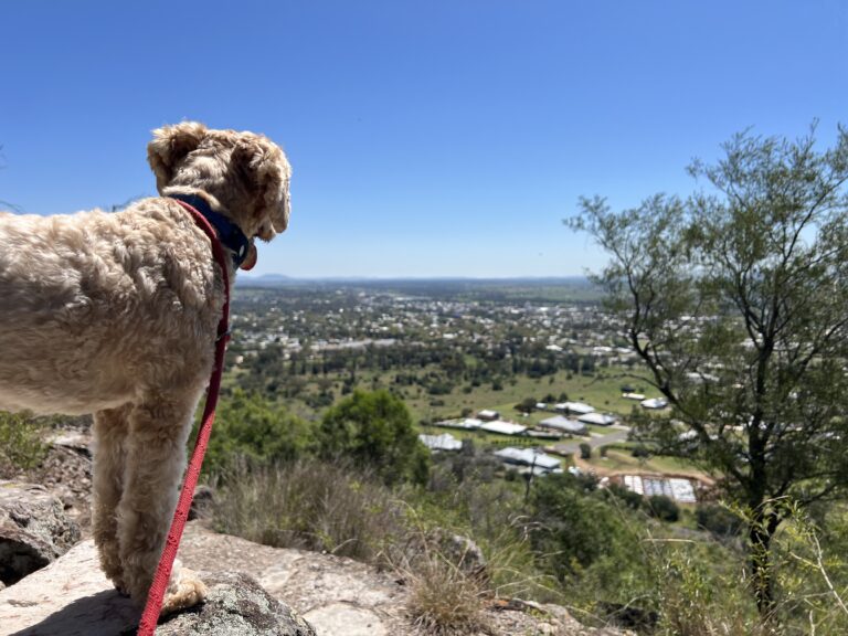 Ruff Ruff Reviews - Porcupine Lookout, Gunnedah, New South Wales - Ralph looking out
