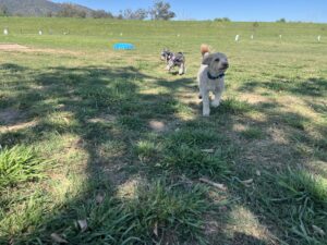 Ruff Ruff Reviews - George Street Dog Park, West Tamworth, New South Wales - Ralph running in park