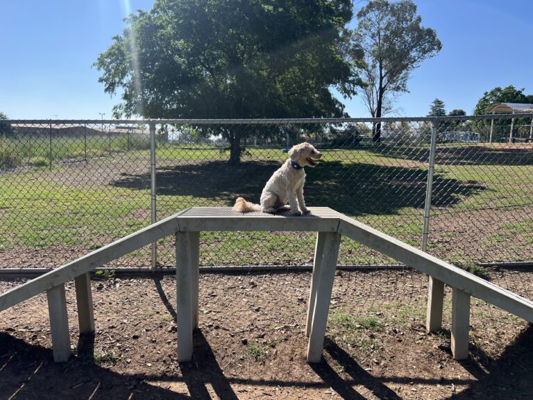 Ruff Ruff Reviews - Power House Dog Park, Tamworth, New South Wales - Ralph on agility equipment