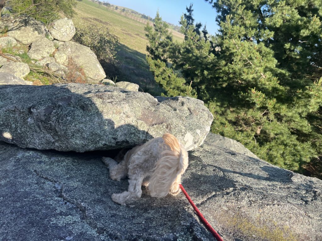 Ruff Ruff Reviews, Captain Thunderbolt's Rock, Coonabarabran - Ralph sniffing out lizard