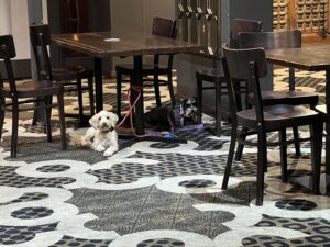 Ruff Ruff Reviews - St Kilda Hotel, Armidale, New South Wales - Ralph at the pub
