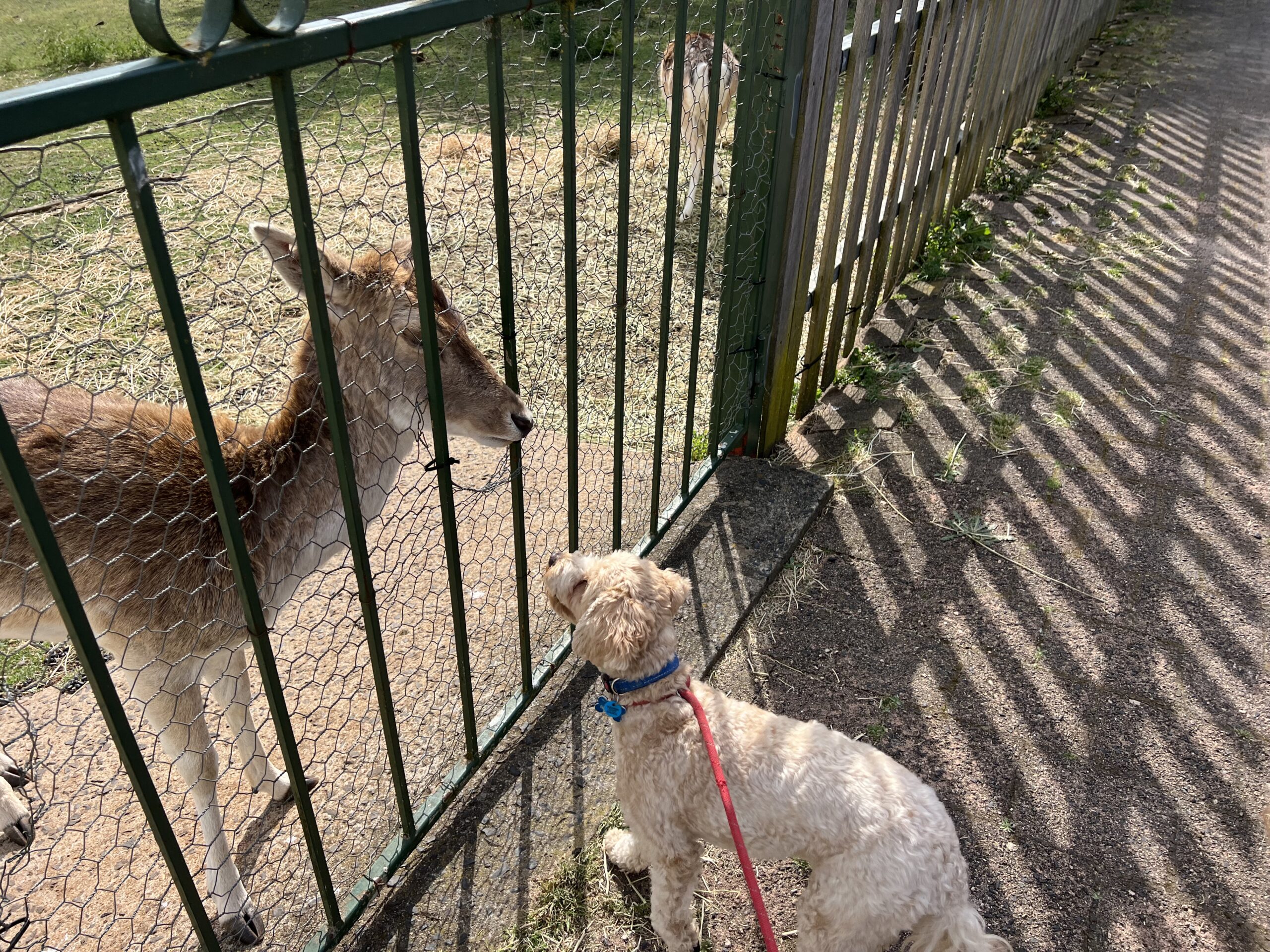 Ruff Ruff Reviews - Deer Park Motor Inn, Armidale, New South Wales - Ralph making friends with Deers